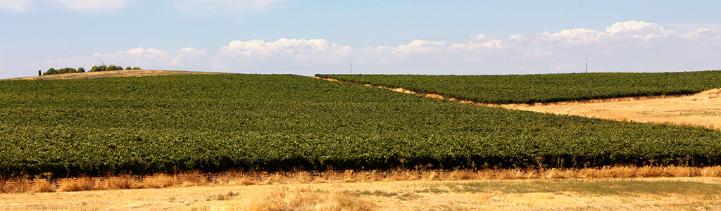 Bodega Romaila